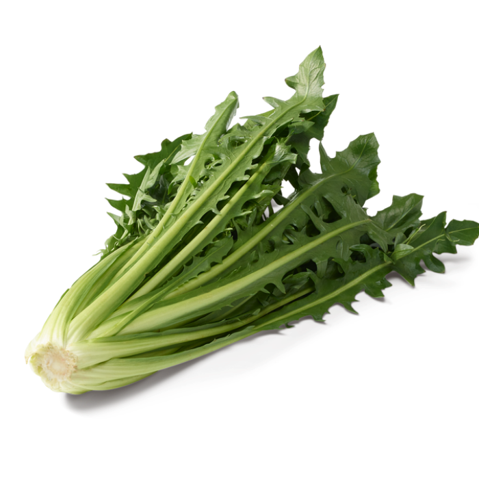 Cikoria/catalogna, 6kg/krt  (Marrap)