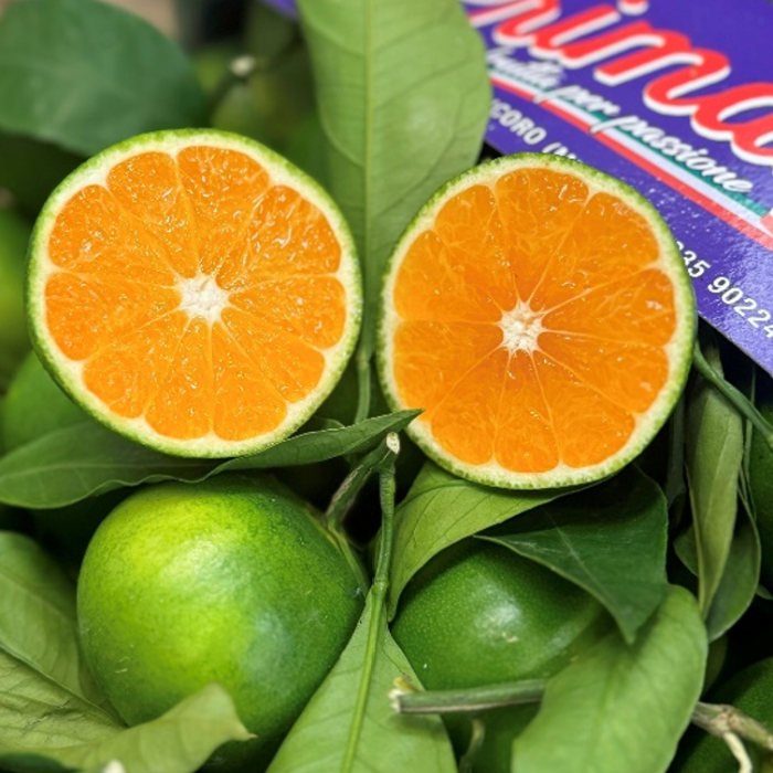 Clementine Miyagawa Grandi  , ca 5kg (Marrapese)