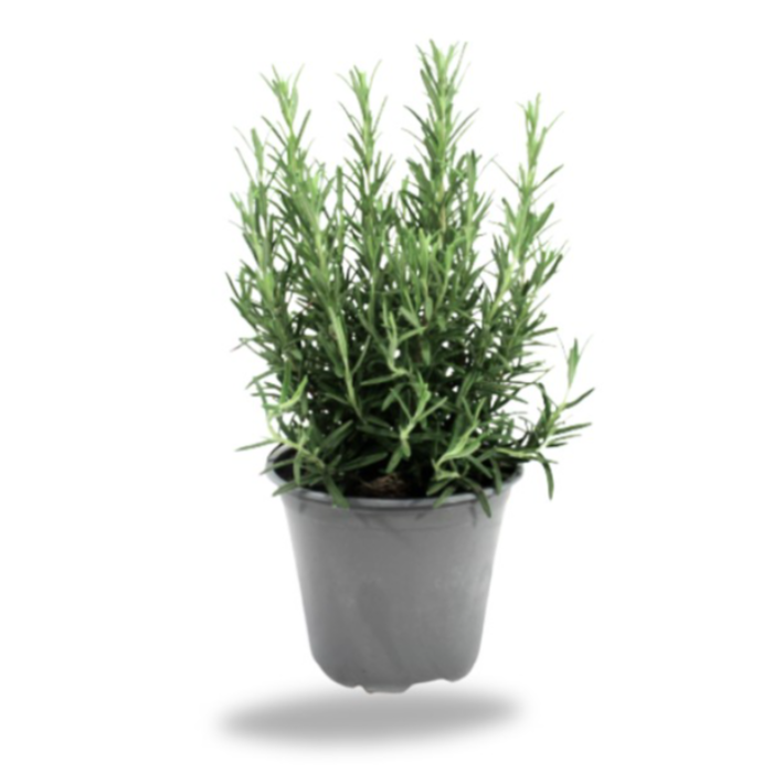 Rosmarin/Rosmarino Piantina 6krukor/krt