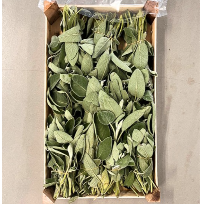 Salvia 10 knippen/  ca 1 kg/krt