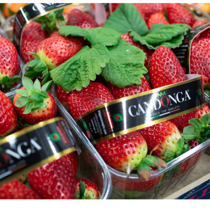 Jordgubbar/Fragole Veneto, ca 2 kg/krt