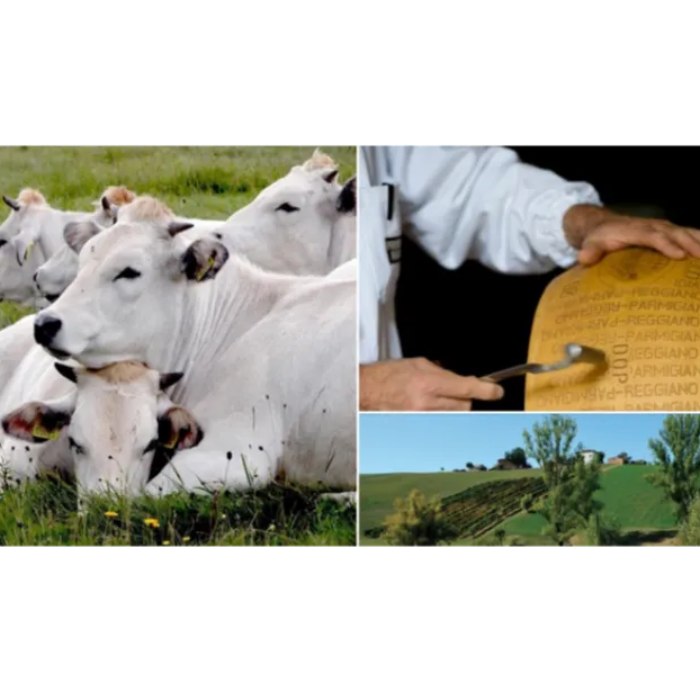 Parmigiano Reggiano Bianca Modenese BIO 22/24 MÅN ( Santa Rita - hjul ) 40kg