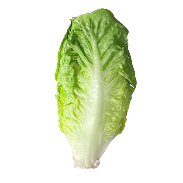 Sallad Little Gem 16st