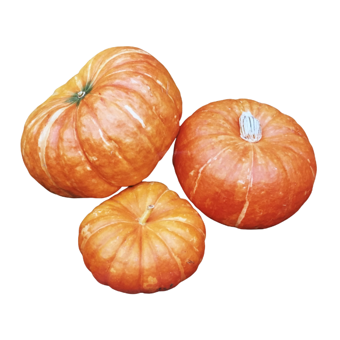 Pumpa Rouge vif d'Etampes hel låda 10kg