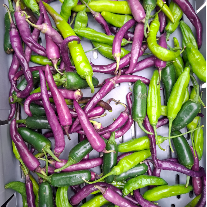 Trädgår’n, Chili mix (habanero, buena mulata, hot lemon) 1kg/krt
