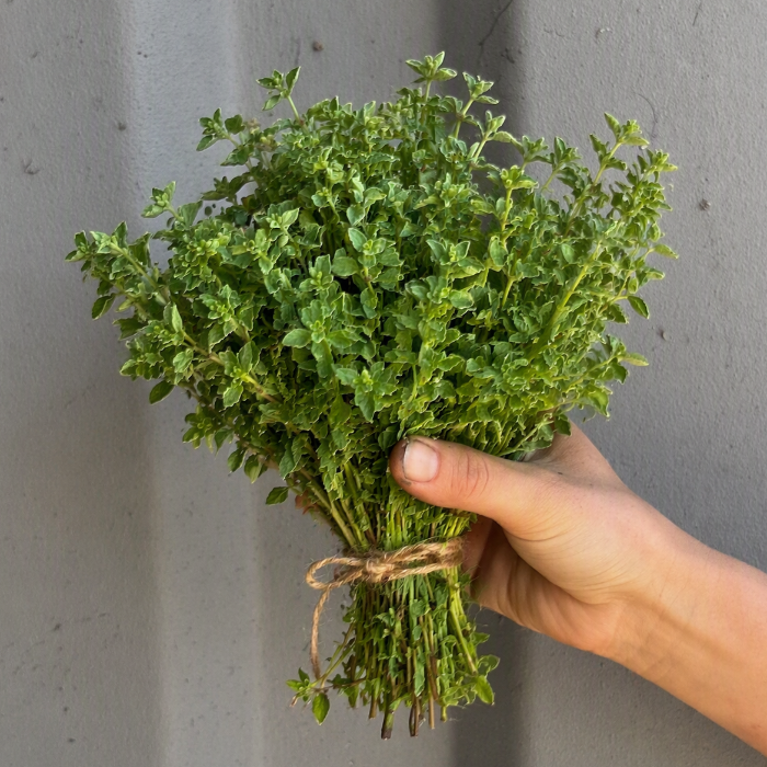 Karshamra, Oregano bunt/st