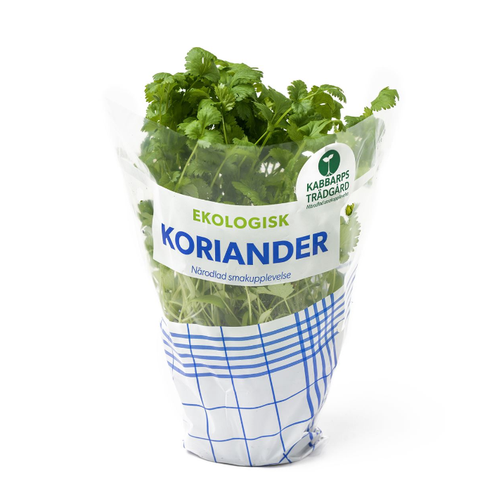 Koriander