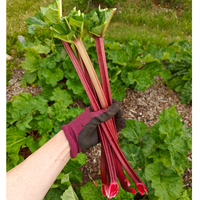 Trädgår’n,  Rabarber