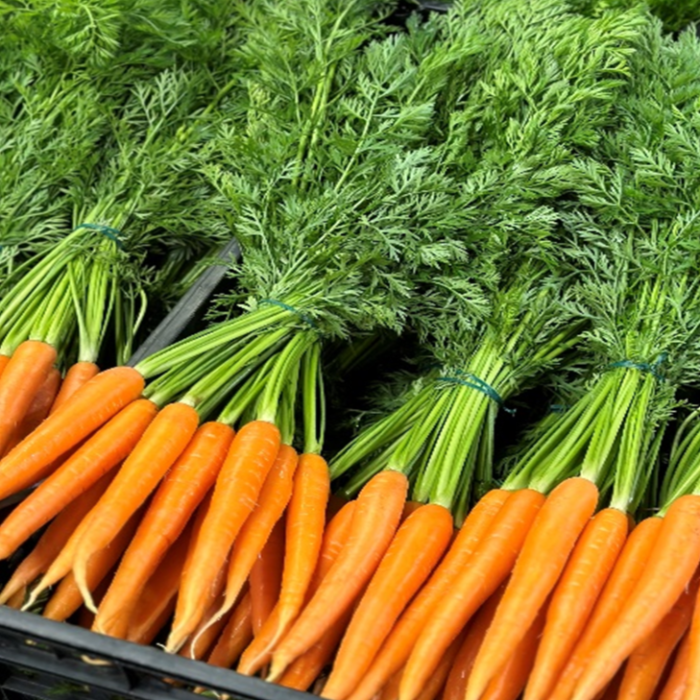 Morot knippe/Carote ca 6kg/krt
