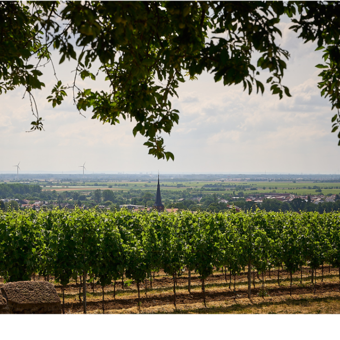 ANDRES - Gewurztraminer Auslese 2024 Eko ( 0,5 L )