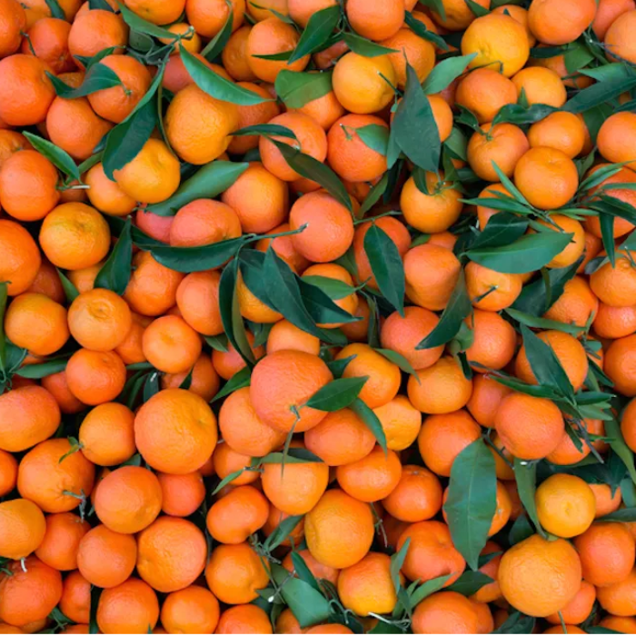 Mandarin/Mandarini , ca 5kg (Marrapese)