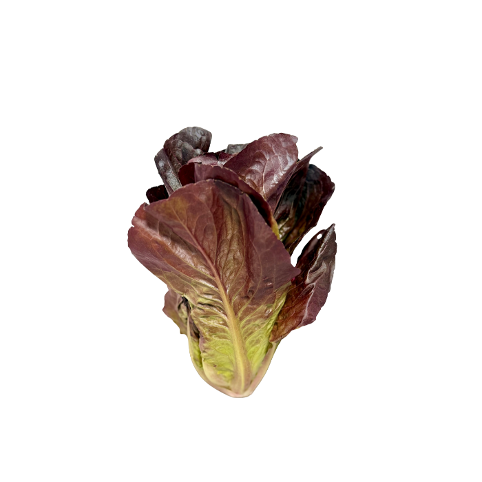 Hjärtsallad Röd hel låda 16st
