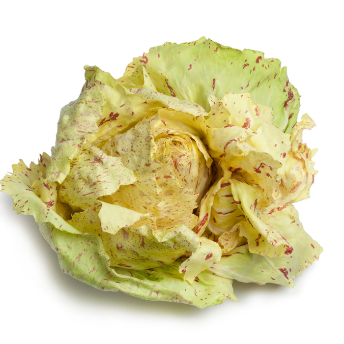 Radicchio (casterfranco)  Variegato, bianco