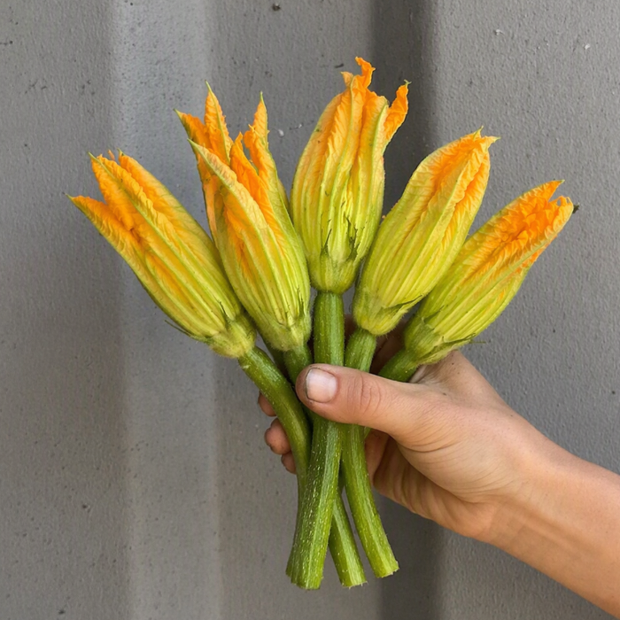 Karshamra, Zucchiniblomma 5 st
