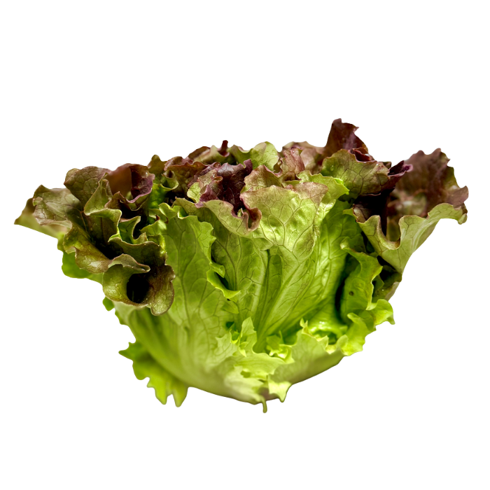 Sallad Batavia hel låda 10st KRAV