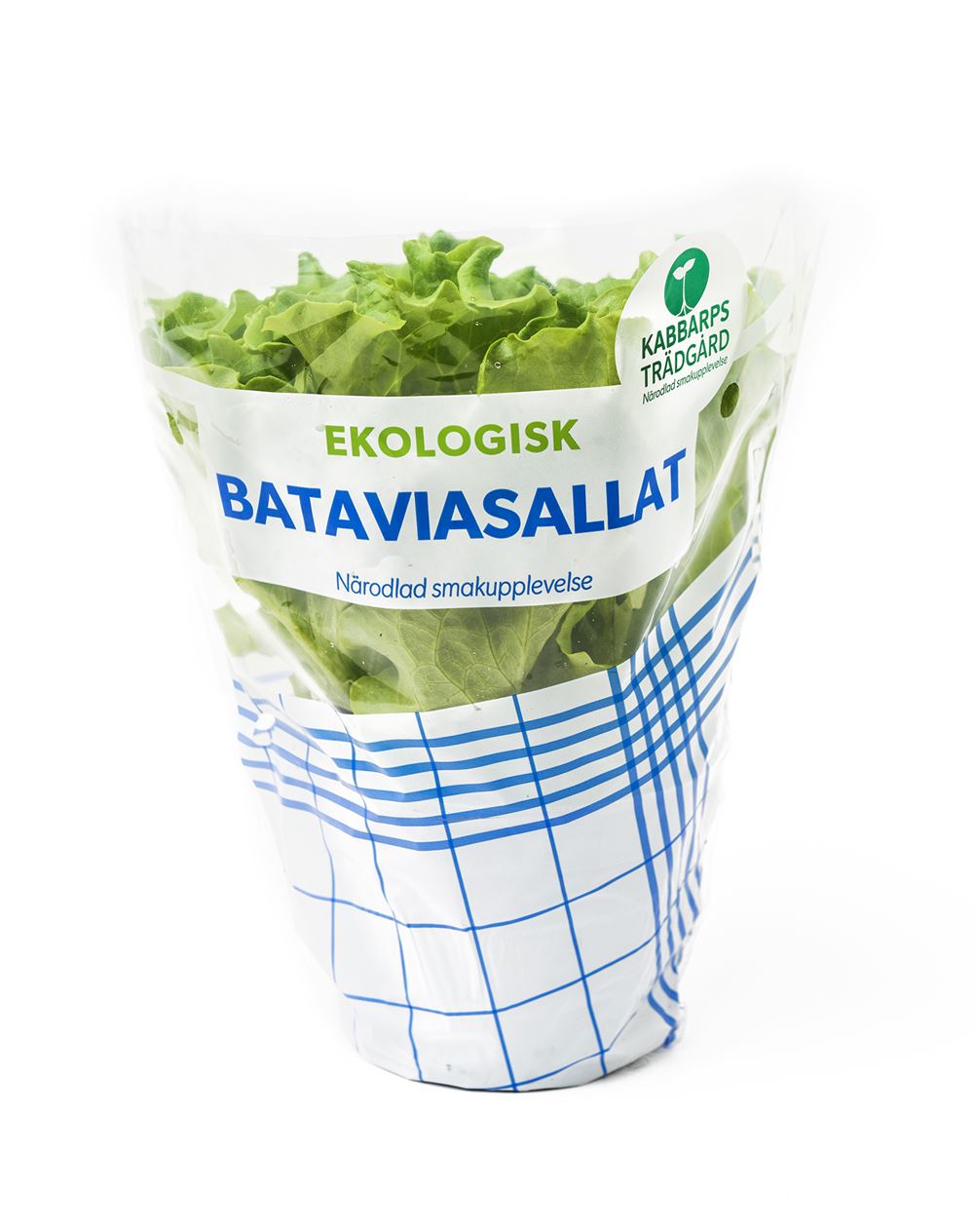 Sallad i kruka Batavia Grön