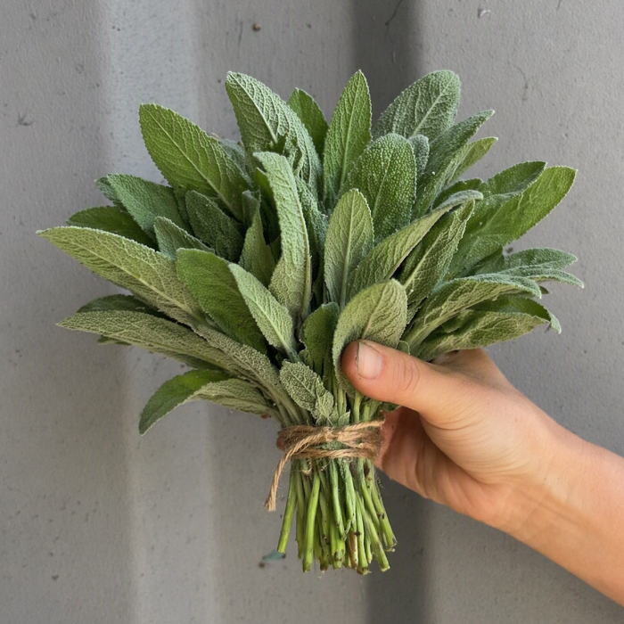 Karshamra, Salvia bunt/st