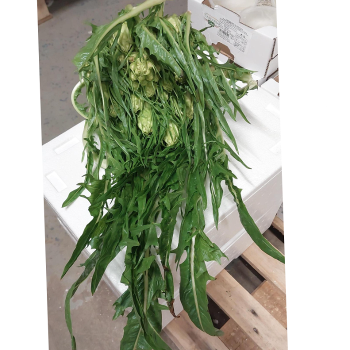 Puntarelle /Catalogna Cimata ca 5kg/krt