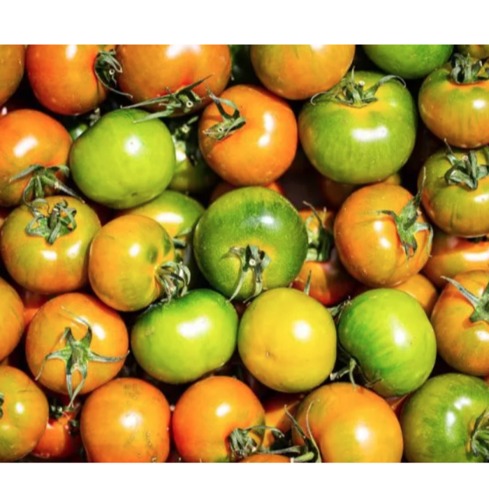 Tomater Camone (Marrap - Pomodoro Camone) - ca 4 K/krt