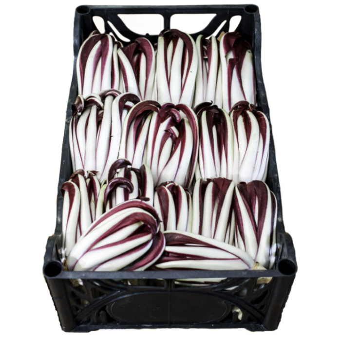 Radicchio Tardivo, 4kg