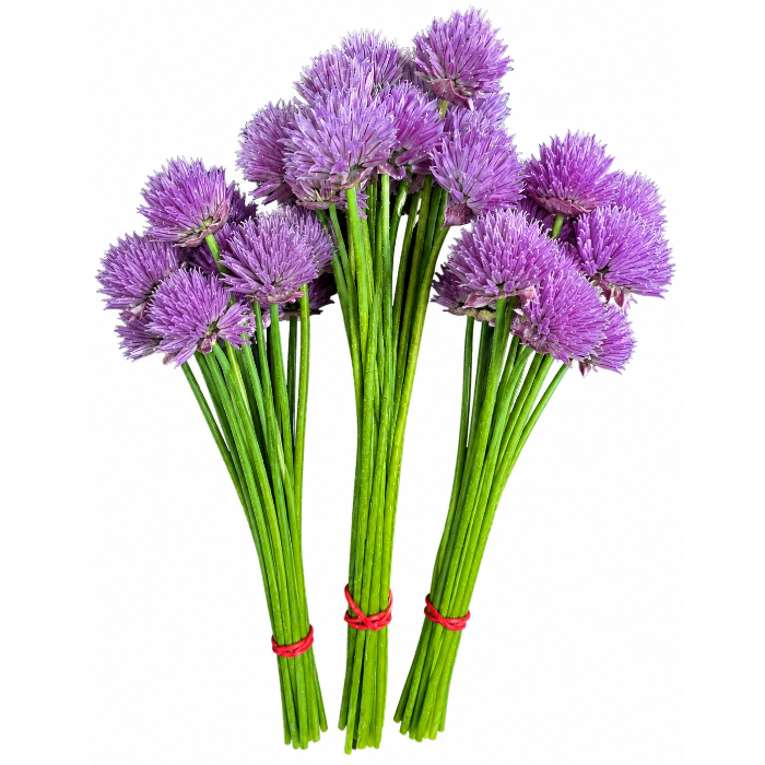Trädgår’n, Gräslöksblommor 15 st/knippe