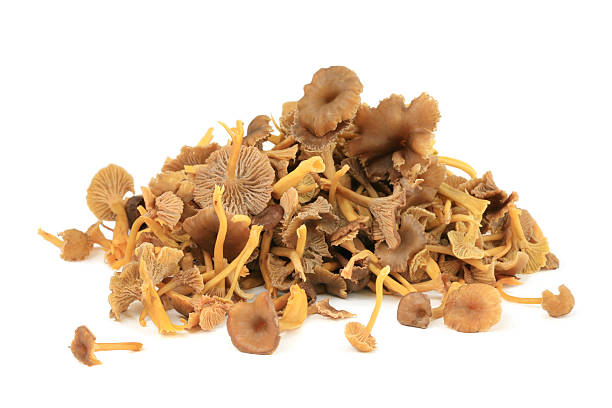 Trattkantareller 3kg