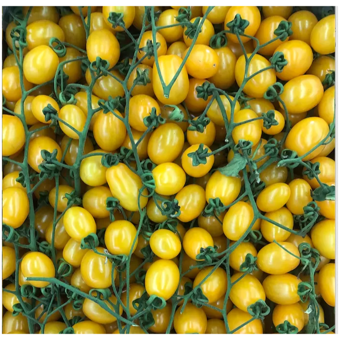 Datterino Gul/Gialla ( marrap ), ca  3 kg /krt