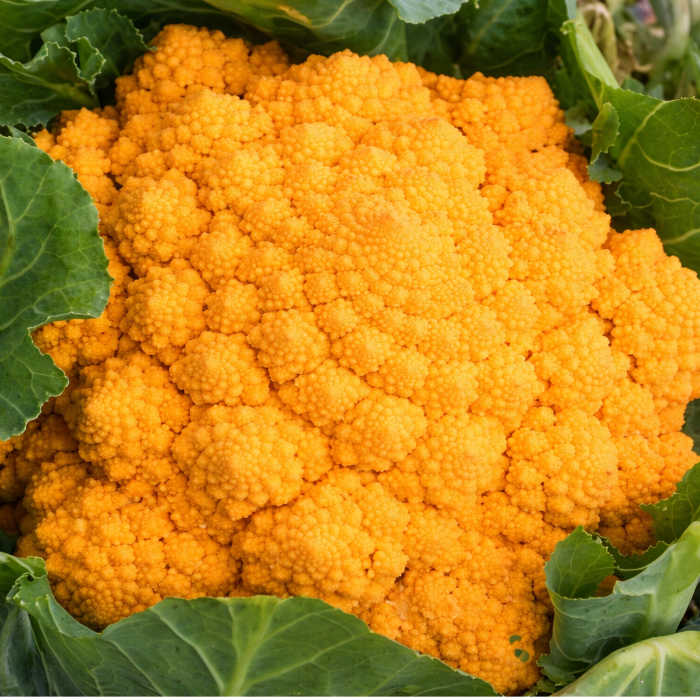 Blomkål Romanesco, Gul , 5kg, Marrapese