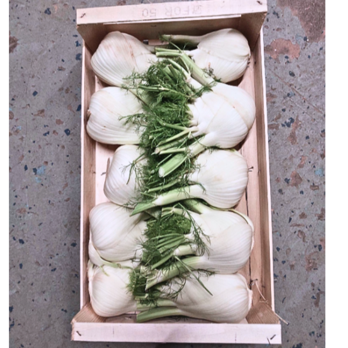 Fänkål/Finocchio , pris/krt ca 5 kg