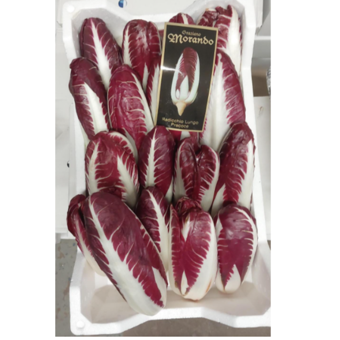 Treviso chicoria/Radicchio  långt huvud  ca 3 kg