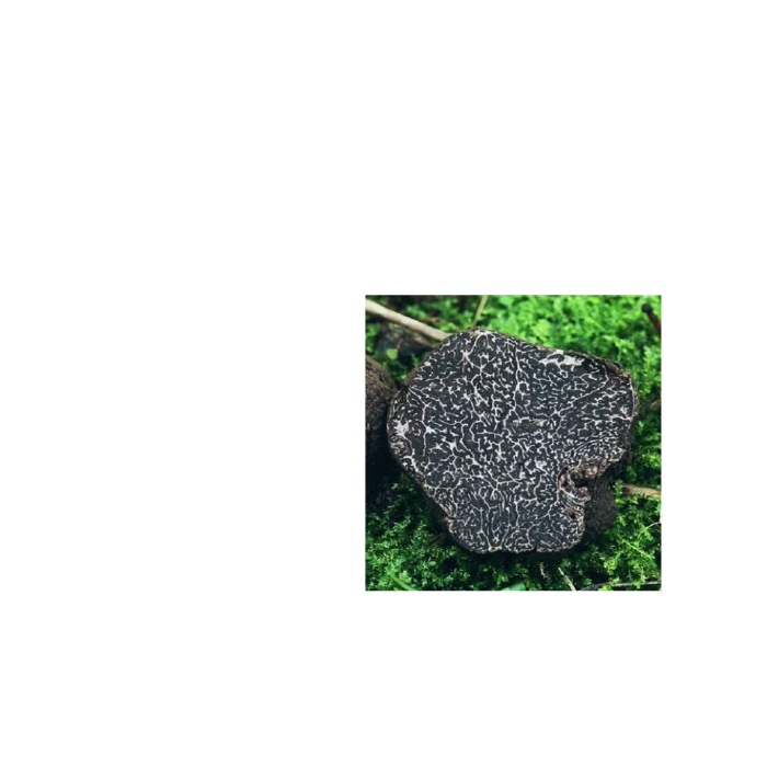 Vintertryffel 2a klass