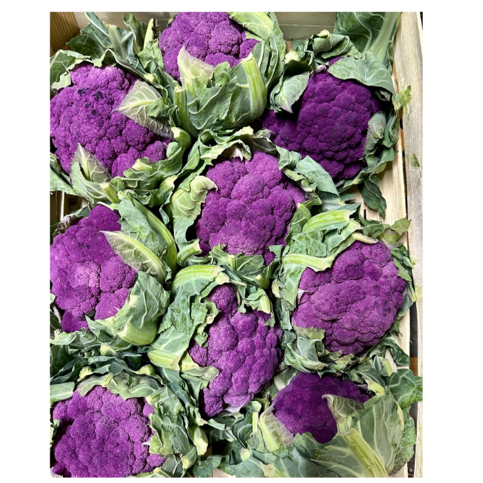 Blomkål  Lila   (Marrap - cavolfiore Lila ) ca 7,5 kg/krt