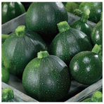 Zucchini rund (Marrap - Zucchine Piccole), ca 4kg/krt