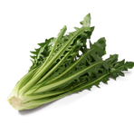 Cikoria/catalogna, 6kg/krt  (Marrap)