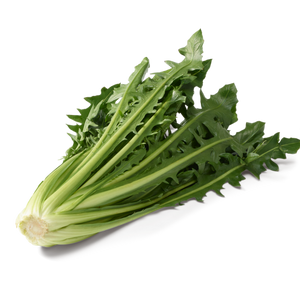 Cikoria/catalogna, 6kg/krt  (Marrap)