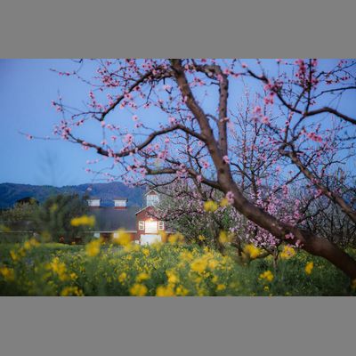 Frogs Leap Winery