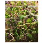 Microgrönt mild blandning 50g