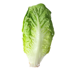 Sallad Little Gem 16st