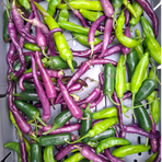 Trädgår’n, Chili mix (habanero, buena mulata, hot lemon) 1kg/krt