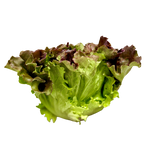 Sallad Batavia hel låda 10st KRAV