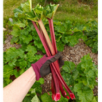 Trädgår’n,  Rabarber