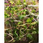 Microgrönt kryddig blanding 50g