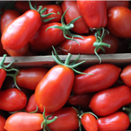 Pomodoro peretto/San Marzano  (Marrap - Pomodoro  peretto ) 6kg