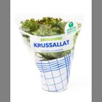 Sallad i kruka Krus Grön