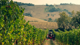 Filodivino