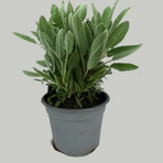 Salvia i kruka/Piantina, 12 krukor/krt ( Marrap )