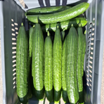 Svensk Gurka, Eko. 6 kg/krt. Trädgården