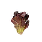 Hjärtsallad Röd hel låda 16st