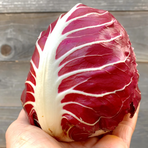 Radicchio Verona (Semilungo)  ca 4 kg/krt