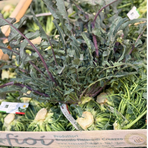 FIOLARO BROCCOLI ( Marrap - 7,5 kg box)